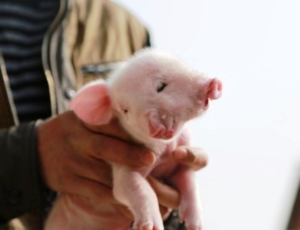 Lợn 2 đầu, 3 mắt chào đời ở Trung Quốc