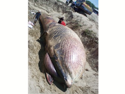 Chôn cá voi nặng bảy tấn