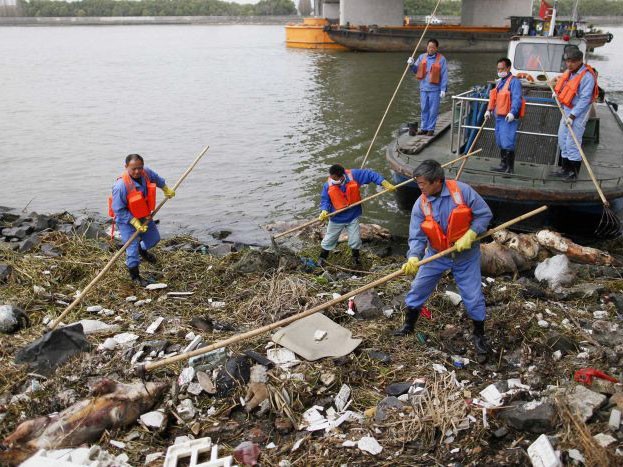 Các nhân viên thu gom xác lợn chết trên sông ở Thượng Hải