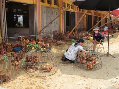 Lờ chỉ đạo của Thủ tướng?