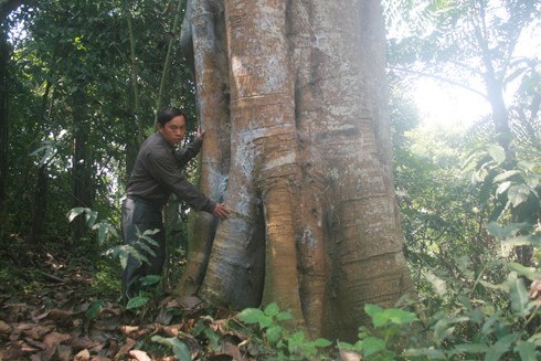 Khu rừng bí ẩn cấm xâm phạm ở Lào Cai
