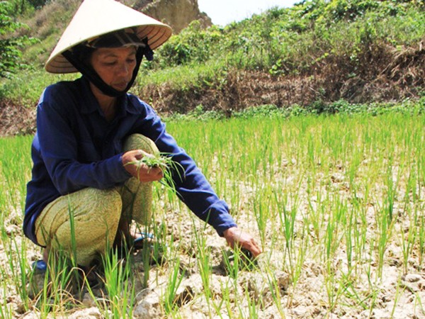 Thủy điện tích nước, hạ du quay quắt hạn mặn