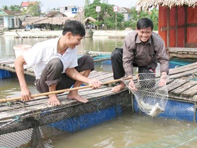 Kỹ thuật nuôi thương phẩm cá chẽm trong