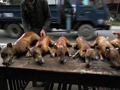 Thịt chó  Việt Nam trong mắt người nước ngoài