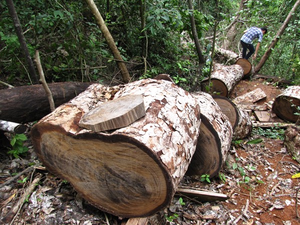 Hạ nghiến cổ thụ ở vùng lõi rừng vườn quốc gia Ba Bể