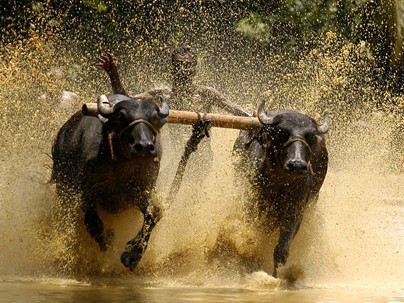 Độc đáo lễ hội 'lướt' bò ở Ấn Độ