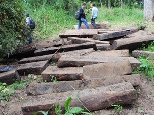 Số gỗ từ 15 cây gỗ quý được trục vớt dưới sông vào ngày 15/11 vừa qua. (Nguồn: nld)