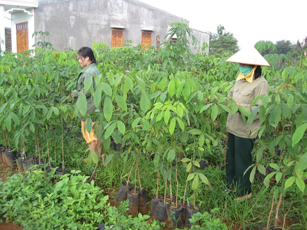 Vườn ươm cà phê của lính trẻ Trung đoàn 720 Ảnh: QS