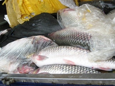 700kg cá trắm mác Trung Quốc tuồn về Hà Nội