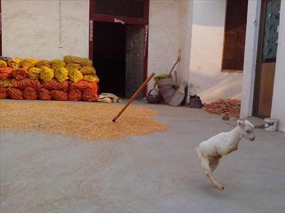 Cừu hai chân vẫn đi lại như thường