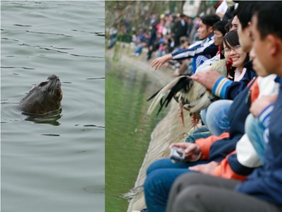Rùa Hồ Gươm - bảo vật quốc gia?