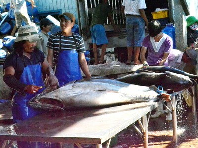 Bình Định: Cá ngừ bị ép giá vì câu bằng đèn cao áp