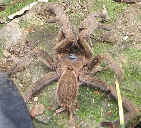 Phát hiện nhện độc khổng lồ ở Hà Tĩnh