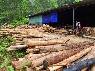 Khổ với gỗ rừng trồng