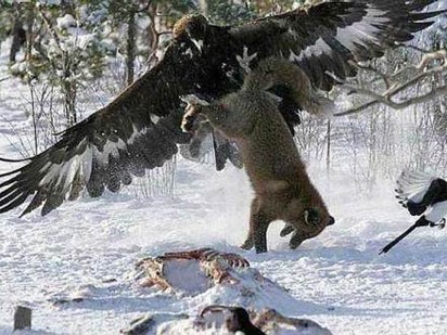 Màn săn đuổi, giết chết sói ngoạn mục của đại bàng
