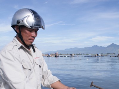 Đà Nẵng: Cá nuôi chết trắng vịnh