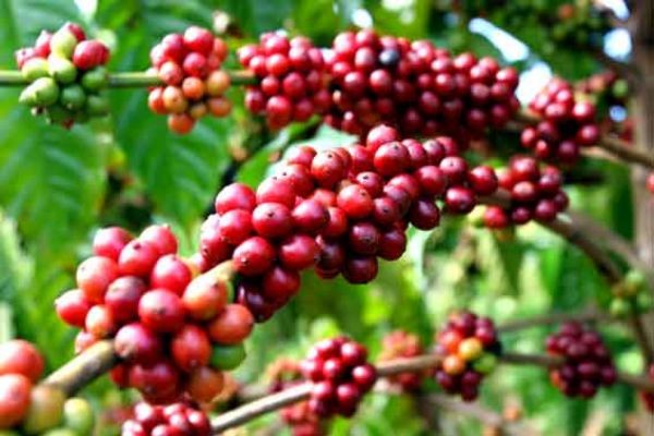Xuất khẩu cà phê: Trăm người bán, vài người mua