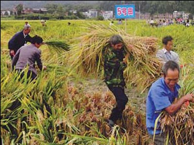 Mỹ: Gạo Trung Quốc chứa nhiều chì