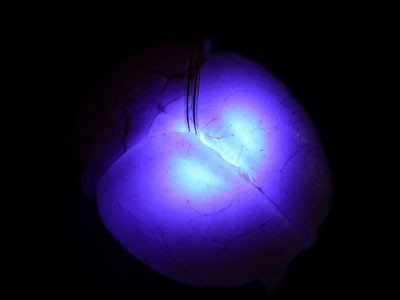 Đèn LED siêu nhỏ mới có khả năng tiêm vào não bộ