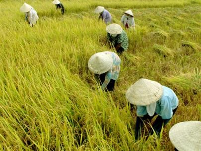 Giá lúa gạo tăng cao