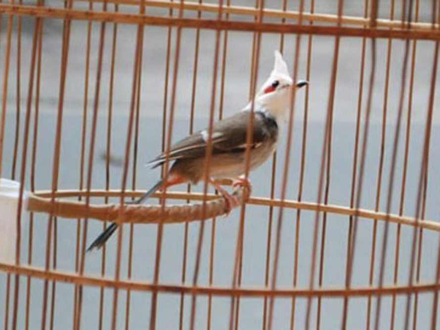 Cuộc thi 'Lan tỏa năng lượng tích cực 2022': Chi hàng tỉ đồng để bảo tồn  chim chào mào đột biến - Tuổi Trẻ Online