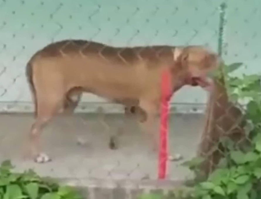 1 trong 2 con chó Pitbull hiện đang nhốt tại nhà.