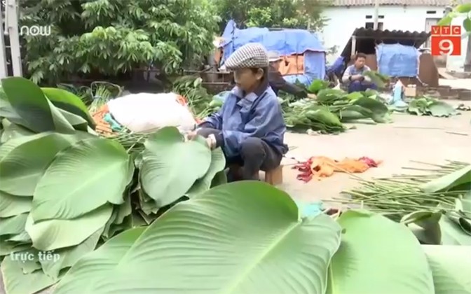 VIDEO: Khám phá nơi lá dong gói bánh chưng xanh nhất cả nước