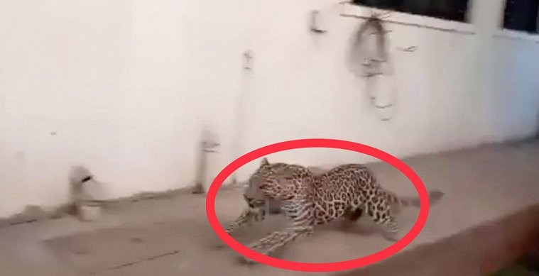 Clip: Báo đốm điên cuồng xông vào khu dân cư cắn người