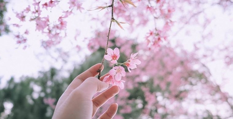 Nghìn cây hoa anh đào do Nhật tặng đang nở rộ ở thủ đô Mỹ  Ngôi sao