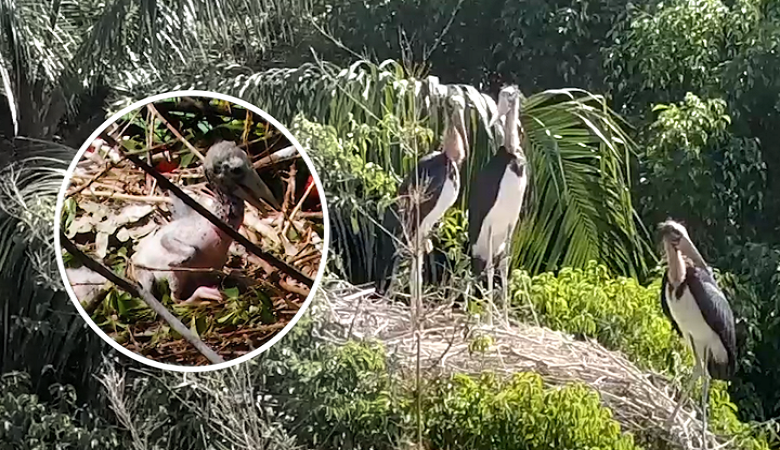 3 chim già đẫy quý hiếm vừa nở trong công viên Đầm Sen