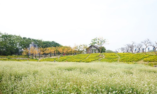 Cánh đồng hoa tam giác mạch 10.000 m2 nở rộ trái mùa ở Hà Nội