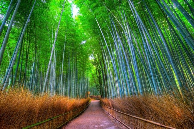 Lạc lối giữa rừng tre đẹp như phim kiếm hiệp ở Nhật Bản