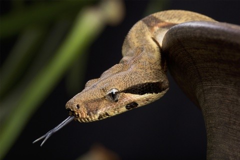 Điều gì xảy ra nếu loài rắn biến mất?