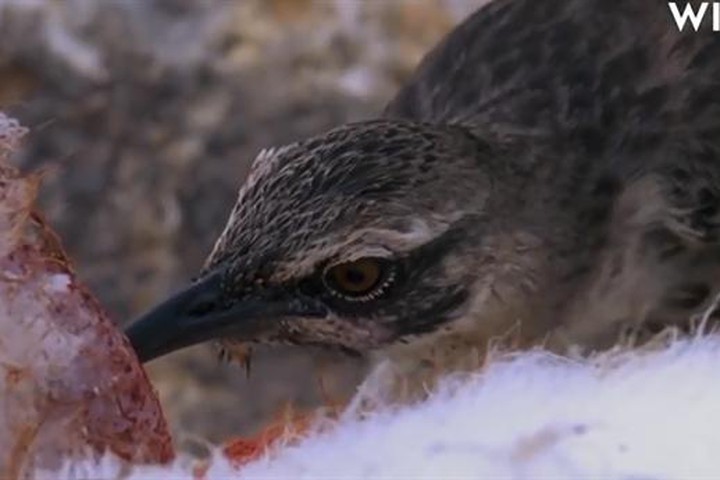 Phát hiện loài chim hút máu ở đảo Galapagos
