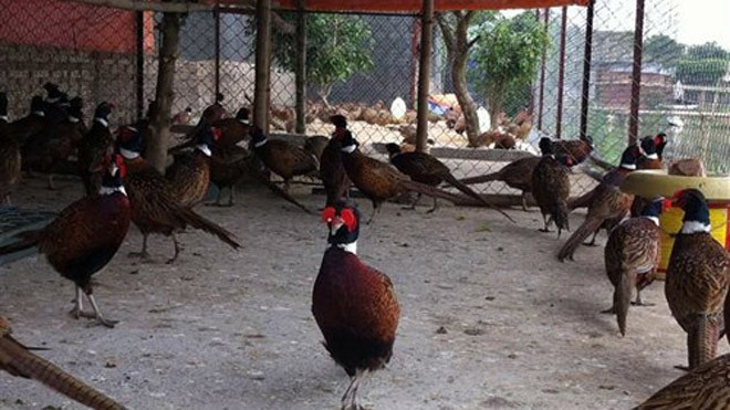 🍀Kinh tế nông nghiệp 27-6-2022 | Bí quyết nuôi chim trĩ đỏ: Đẻ trứng -  lượm tiền - Binh Phuoc, Tin tuc Binh Phuoc, Tin mới tỉnh Bình Phước