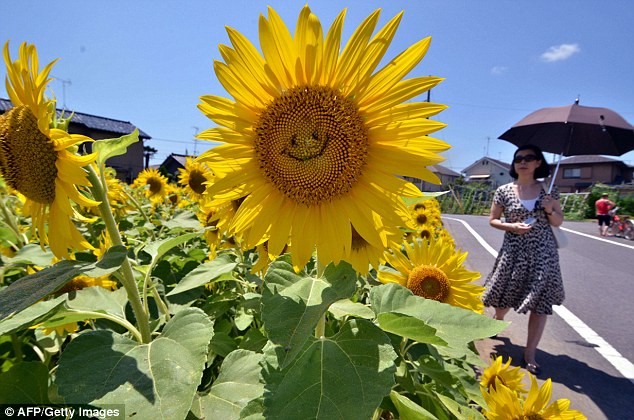 Hoa hướng dương hình mặt cười ở Nhật Bản