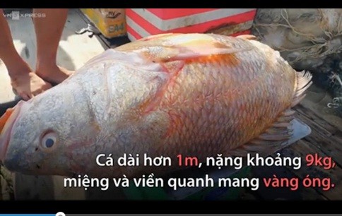 Thanh niên “số đỏ“: Kéo lưới bắt được cá lạ nghi sủ vàng dài cả mét