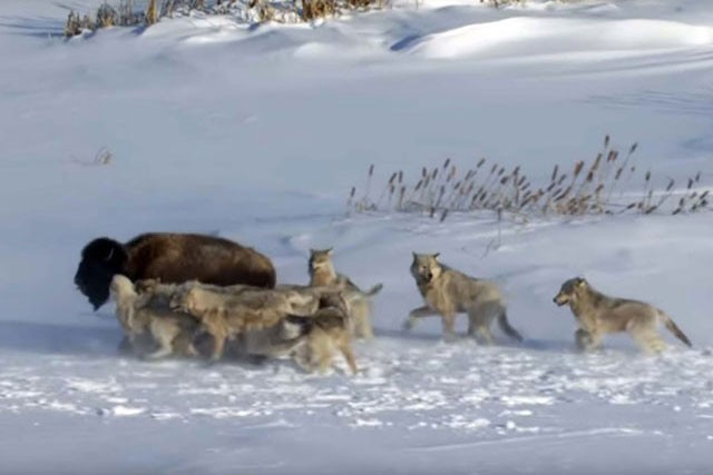 Bầy sói giết chết chú bò rừng bison trưởng thành.