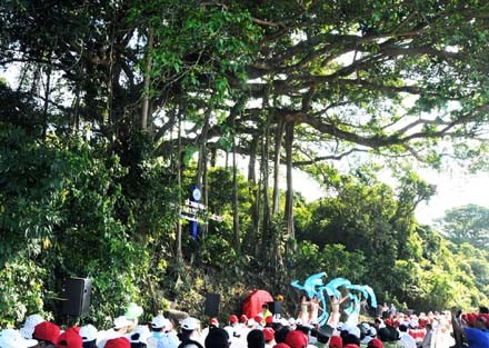Cây đa 800 năm tuổi trên núi Sơn Trà chính thức trở thành Cây Di sản Việt Nam