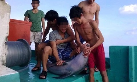 Nhóm ngư dân đánh bắt cá heo trên vùng biển Phú Quốc - Ảnh: FB Người Phú Quốc