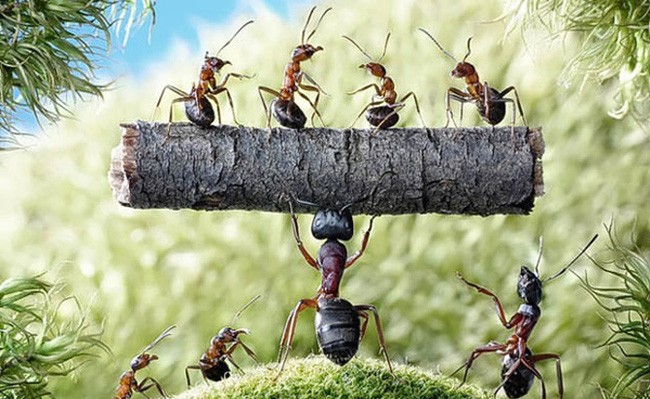 Có khoảng 20.000 loài kiến khác nhau được phát hiện trên Trái Đất