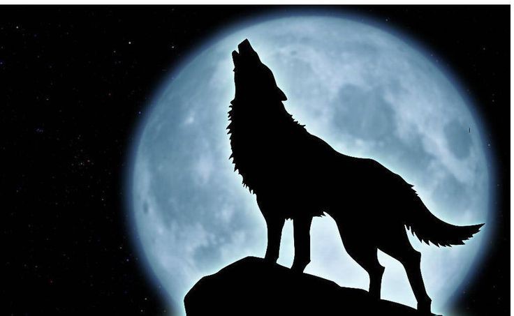 1001 Thắc Mắc: Tại Sao Chó Sói - Sát Thủ Rừng Xanh Hay Hú Vào Ban Đêm?
