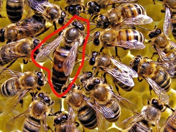 1001 thắc mắc: Tại sao ong thợ lại bị ong chúa tẩy não?