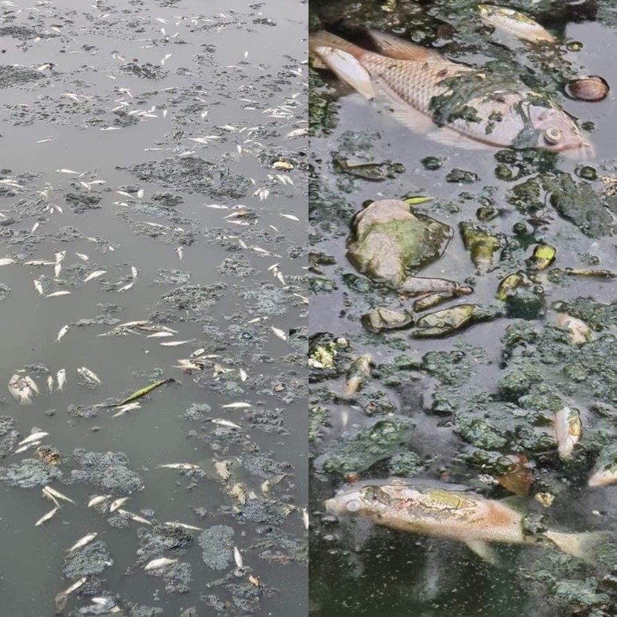 Cá chết bốc mùi tanh nồng tại hồ điều hòa Công viên Trung tâm thành phố Vinh