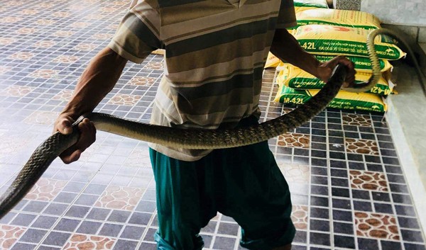 Ngư dân Nghệ An chèo thuyền bắt rắn hổ trâu 'khủng', nặng 3kg