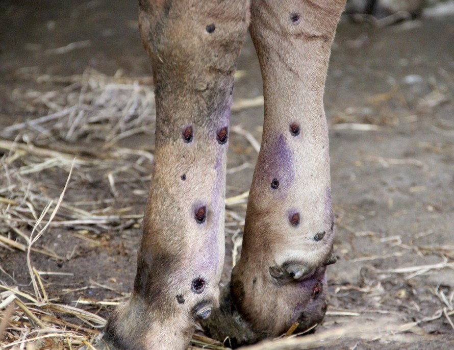 Xuất hiện dịch viêm da nổi cục trên gia súc tại Nghệ An