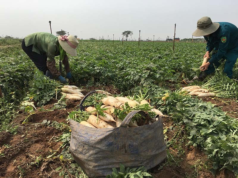 Chủ tịch Hà Nội: Sớm xây chợ đầu mối 'giải cứu' nông sản