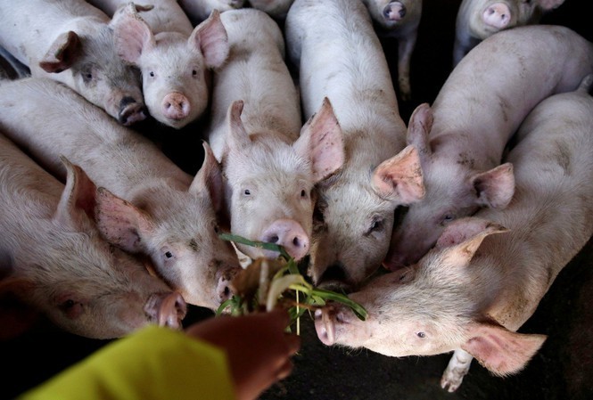 Giá thịt lợn đang tăng cao dịp cận Tết