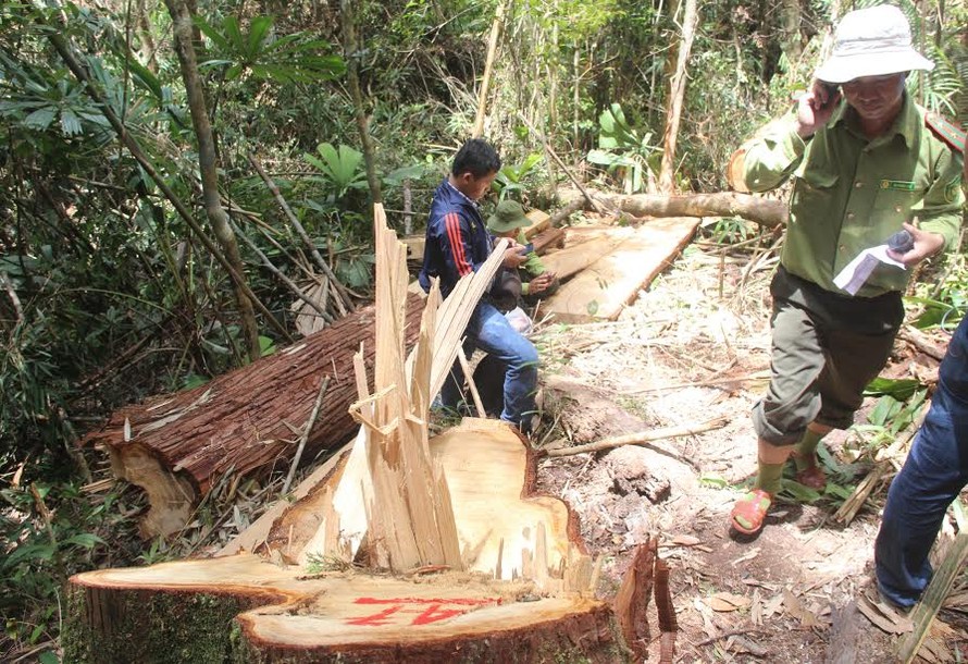 Hiện trường vụ phá rừng Pơ mu ở biên giới Quảng Nam.