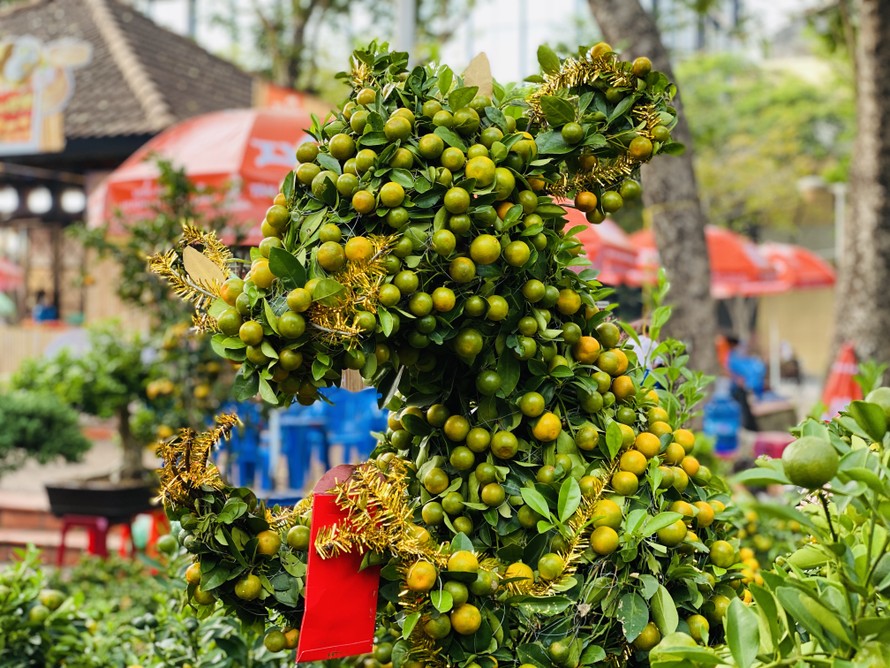 Quất cảnh hình chuột khan hiếm ở chợ hoa Sài Gòn